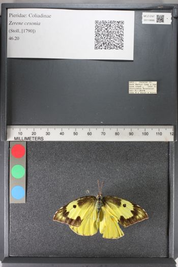 Media type: image;   Entomology 119886